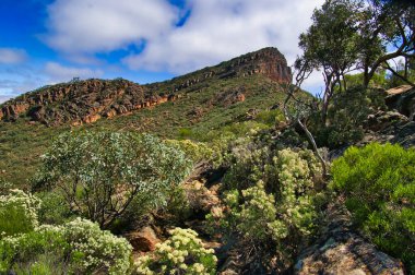 St Mary's Peak, the highest mountain of the Flinders Ranges in South Australia, with scrubland vegetation in the foreground clipart