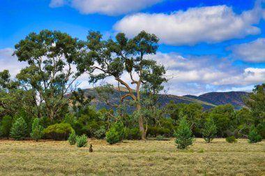 Wilpena Pound, Flinders Ranges, Güney Avustralya 'daki düz arazi açık ormanlarla kaplıdır. Kanguru ile.