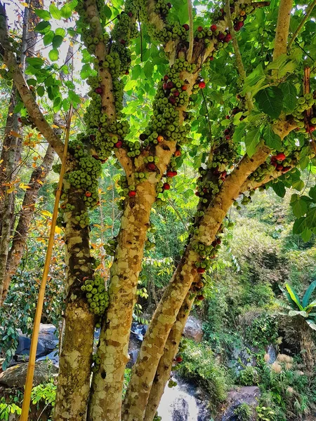 Ficus Racemosa Figo Cluster Gular Com Centenas Frutos Uma Floresta — Fotografia de Stock