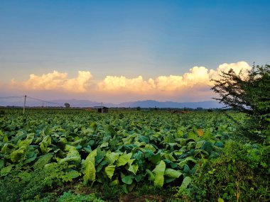 Akşamları, Tayland 'ın Phetchabun ilindeki Lom Sak kasabası yakınlarındaki pembe güneşli bulutlarla yeşil tütün tarlası.