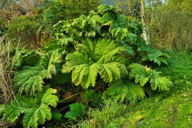 Gunnera manicata (dikenli rhubarb), Gunneraceae familyasının son derece büyük yapraklı otçul bitkisi.