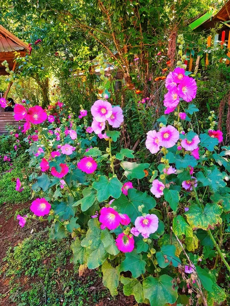 Hollyhock Rosa Magenta Una Planta Dos Años Familia Malva Malvaceae —  Fotos de Stock