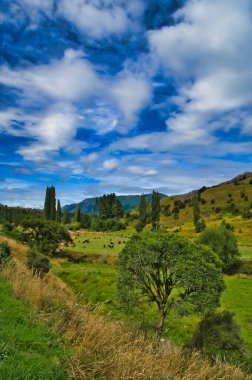 Murchison, Nelson Lakes Ulusal Parkı, Güney Adası, Yeni Zelanda yakınlarındaki Tutaki 'deki çayırları, sığırları, ağaçları ve tepeleri olan pastoral bir manzara.