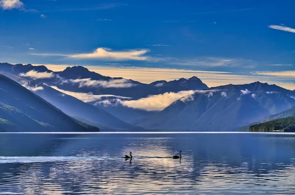 Černé Labutě Chladném Tichém Jezeře Obklopeném Temnými Horami Skvrnami Mlhy — Stock fotografie