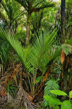 Genç ve olgun nikau palmiyeleri (Rhopalostylis sapida) Kahurangi Ulusal Parkı, Karamea, Batı Sahili, Güney Adası, Yeni Zelanda