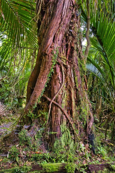 新西兰南岛西海岸卡拉马Kahurangi国家公园茂密的热带雨林中的巨树 — 图库照片
