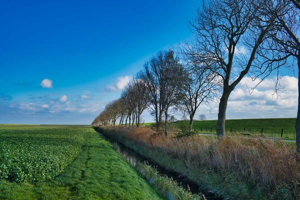 Bare Trees Ditch Extreme North Agricultural Province Groningen Netherlands Horizon — Stock Photo, Image