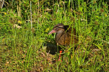 Bir weka veya oduncu (Gallirallus australis), Rallidae familyasından Yeni Zelanda 'da korunan bir kuş türü.