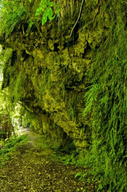 Eğreltiotu ve yosunlarla kaplanmış tepede, Fenian Pisti boyunca, Kahurangi Ulusal Parkı, Karamea, Batı Kıyısı, Güney Adası, Yeni Zelanda