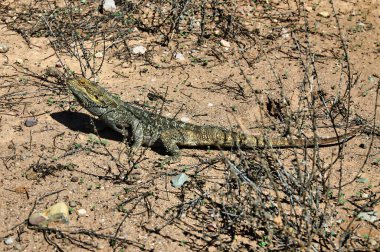 Orta sakallı bir ejderha (Pogona vittiseps) Güney Avustralya 'daki Flinders Sıradağları' nda.