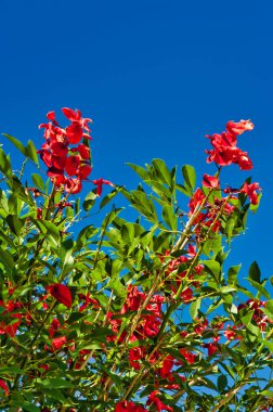 Parlak kırmızı çiçeklere ve Erythrina Crista-galli 'nin yeşil yapraklarına ya da horoz çıkıntısı mercan ağacına yakın çekim