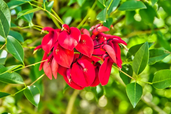 Gros Plan Des Fleurs Rouge Vif Des Feuilles Vertes Erythrina — Photo