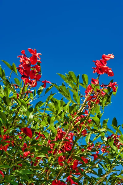 Gros Plan Des Fleurs Rouge Vif Des Feuilles Vertes Erythrina — Photo