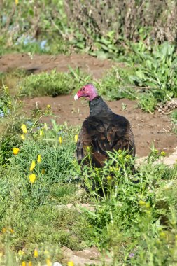 Arizona, ABD 'deki Sonoran Çölü' nde Alamo Gölü yakınlarındaki Türkiye akbabaları (Cathartes aura).