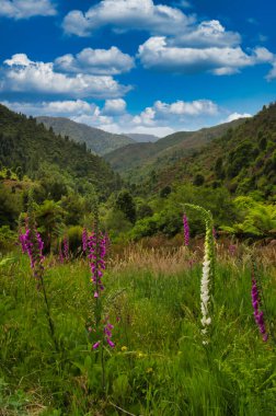 Tauranga ve Opotiki, Doğu Sahili, Kuzey Adası, Yeni Zelanda arasında, Waioeka Gorge Manzarası Rezervi 'nde lupinli orman tepeleri ve çayırlar.
