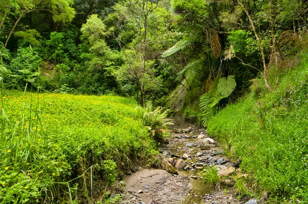Mały Górski Potok Łąka Kwiatami Gęsty Las Deszczowy Wzdłuż Ścieżki — Zdjęcie stockowe