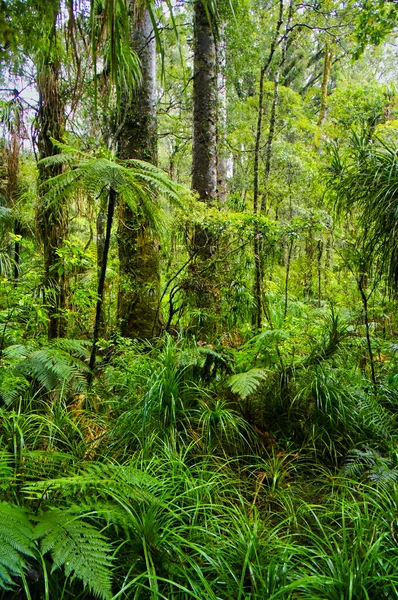Foresta Pluviale Subtropicale Con Felci Arboree Denso Sottobosco Nelle Waitakere — Foto Stock