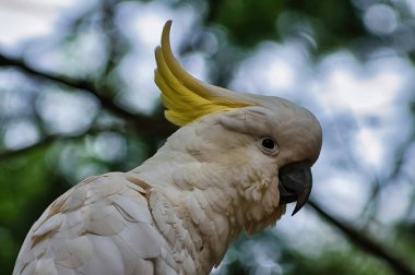 Avustralya 'nın Dandenong Sıradağları' ndaki okaliptüs ormanında bulunan sülfür armalı kakadunun portresi (Cacatua galera)