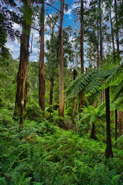 Eğreltiotlarının yoğun olduğu okaliptüs ormanı Dandenong Dağları 'nda Melbourne, Victoria, Avustralya yakınlarında.