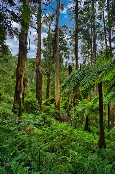 Floresta Eucaliptos Com Uma Densa Vegetação Samambaias Cordilheira Dandenong Perto — Fotografia de Stock
