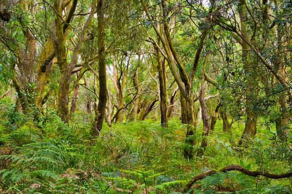 Foresta Eucalipto Aperta Con Sottobosco Felci Greens Bush Highfield Victoria — Foto Stock