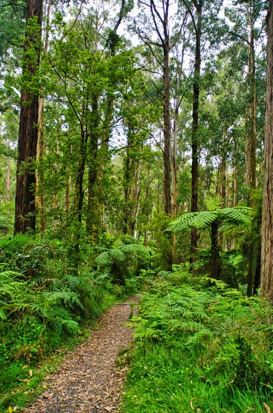 Footpath Eucalyptus Forest Undergrowth Ferns Dandenong Ranges Close Melbourne Victoria — Stock Photo, Image