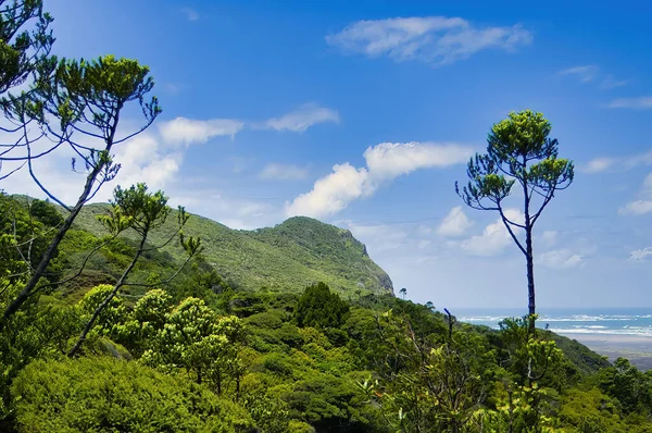 北の島の西海岸に ニュージーランドのオークランド ワイタケレ山脈の海岸に亜熱帯植物を持つ緑豊かな丘 — ストック写真