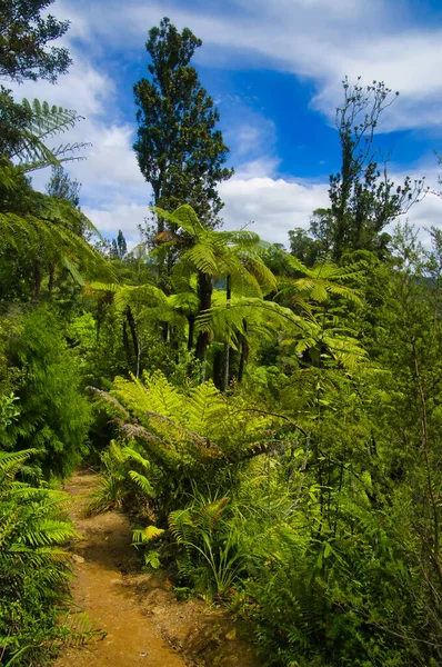Sentiero Nella Lussureggiante Foresta Pluviale Subtropicale Con Alte Felci Arboree — Foto Stock