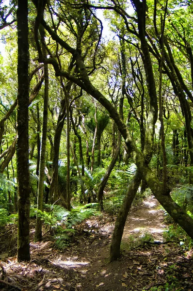 Μονοπάτι Μέσα Από Υποτροπικά Τροπικά Δάση Κοντά Στην Παραλία Karekare — Φωτογραφία Αρχείου