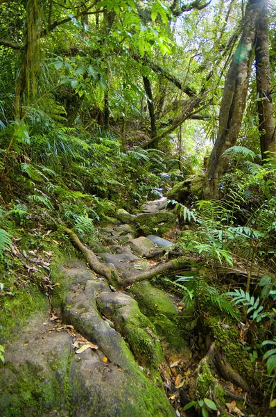 stock image Old pathway over slippery rocks through the lush subtropical rainforest of the Kauaeranga Valley, Coromandel, North Island, New Zealand