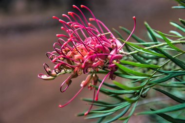 Corymbia calophylla 'nın narin beyaz çiçekleri, yaygın olarak Marri olarak bilinir, Myrtaceae ailesinde çiçek açan bir bitki. Batı Avustralya 'da Endemik