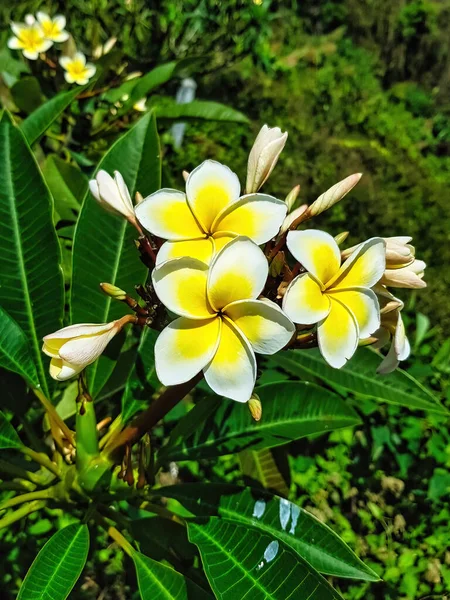 Flores Capullos Hojas Frangipani Plumeria — Foto de Stock