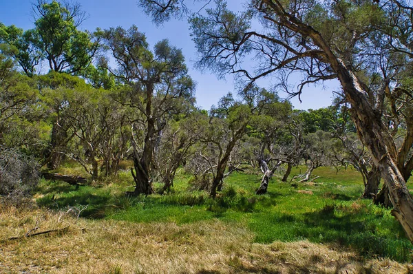 乾燥した緑豊かな森と西オーストラリア州パースに近いヤルゴルプ国立公園の草の低成長 — ストック写真
