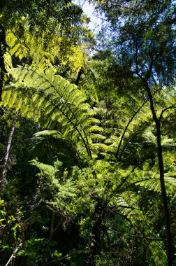 Abel Tasman Ulusal Parkı, Güney Adası, Yeni Zelanda 'da bir eğrelti otunun dev yapraklarına güneş ışığı düşüyor..