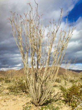 Büyük Ocotillo (Fouquieria splendens) kurak Mojave Çölü 'nde, Joshua Tree Ulusal Parkı, Kaliforniya, ABD' de bulutlu bir gökyüzüne karşı