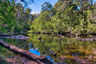Warren Nehri, Batı Avustralya 'daki Warren Ulusal Parkı' ndaki bozulmamış ormandan akıyor.