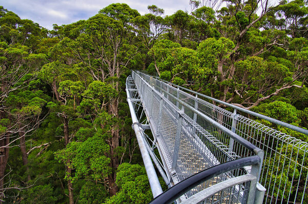 The Valley of the Giants Tree Top Walk, a skywalk through the eucalyptus forest in the Walpole area, Western Australia