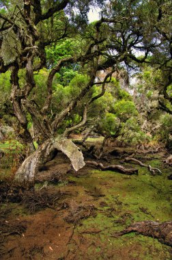 Mysterious swamp forest with gnarled trees, close to the town of Denmark, Western Australia