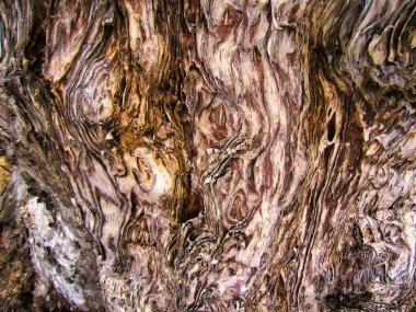 Abstract texture of brown and light wave patterns of tree bark, closeup                        