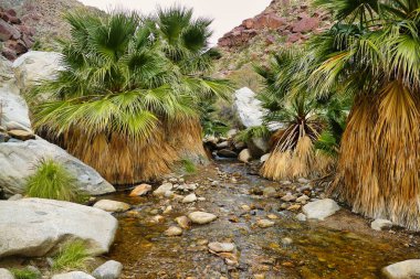 Clear spring and California fan palms in the oasis of Palm Canyon, San Ysidro Mountains, Anza-Borrego Desert State Park, California, USA