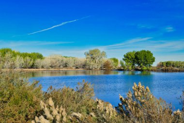 Lake surrounded by trees in Cibola Wildlife Refuge, in the floodplain of the Colorado River in Arizona, on the border with California, USA.