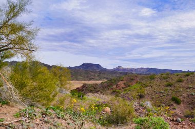 Bill Williams Nehri Ulusal Yaban Hayatı Sığınağı 'nda bahar yağmurundan sonra yeşil çöl bitkisi ve sarı çiçekler.. 