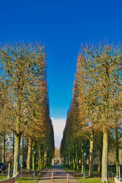 A lane with neatly trimmed trees on a sunny winter day. The entrance lane to the manor house Menkemaborg, Uithuizen, Groningen, the Netherlands.