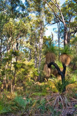 Batı Avustralya 'nın güneybatısındaki Lane Havuzu' ndaki büyük çim ağacı, okaliptüs ağaçları ve bankalar.