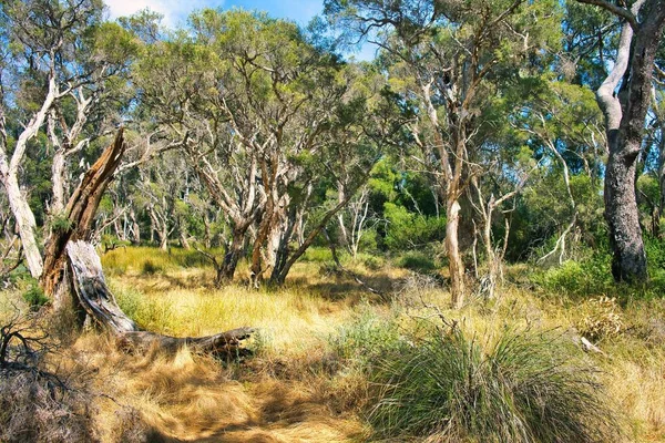 湿地のある森林 メラルーカ エリシフォリア と西オーストラリア州オーストラリア近くのレスシェノー半島保全公園の草の低成長 — ストック写真