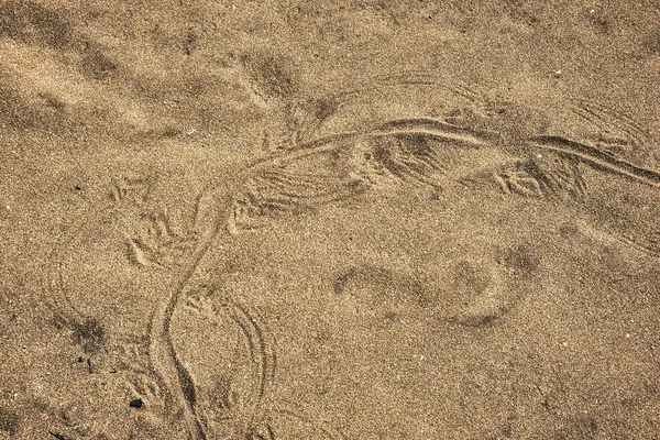 Impronte Delle Zampe Una Lucertola Monitor Nella Sabbia Parco Nazionale — Foto Stock