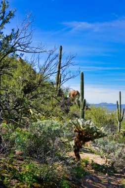 Saguaro Ulusal Parkı 'nın batı kesiminde, Arizona, Tucson yakınlarındaki Sonoran Çölü' nde kış yağmuru sonrasında büyük saguarolarla yeşil çöl bitkisi.. 