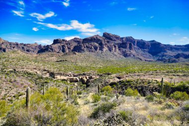 Ajo Dağı Yolu boyunca çöl manzarası, Güney Arizona 'daki Sonoran Çölü' ndeki Organ Boru Kaktüsü Ulusal Anıtı 'ndan geçen toprak bir yol.
