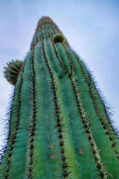 Riesiger Saguaro Kaktus Mit Scharfen Dornen Der Sonora Wüste Arizona — Stockfoto