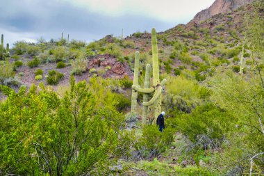 Beyaz Tank Dağları, Buckeye, Arizona, ABD 'deki Skyline Bölgesel Parkı' nda kış yağmurları sonrasında dev saguarolar ve yeşil bitki örtüsüyle çöl manzarası.